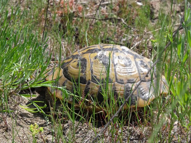 Strana Testudo maremmana